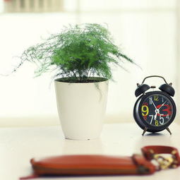 太平洋家居網(wǎng)產(chǎn)品庫(kù) 點(diǎn)亮家居生活的裝飾品與日用雜貨